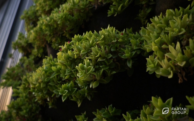 طراحی و اجرای دیوار سبز پروژه مسکونی میکا پانامرا