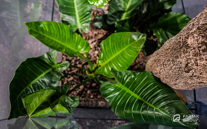 Novin Electrod Ardakan Green Wall and Terrarium