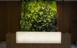 Reception Counter Green Wall